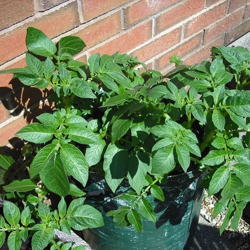 Groeizakken Aardappel-Groeizak W0489