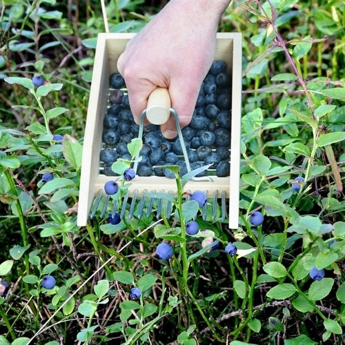 Bessenplukker Berkenhout