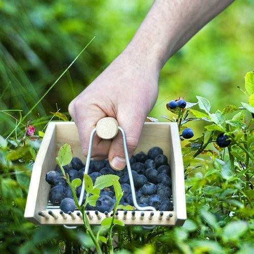 Bessenplukker Berkenhout