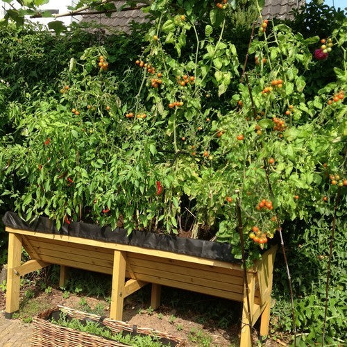 Vegtrug Vegetable Planter medium