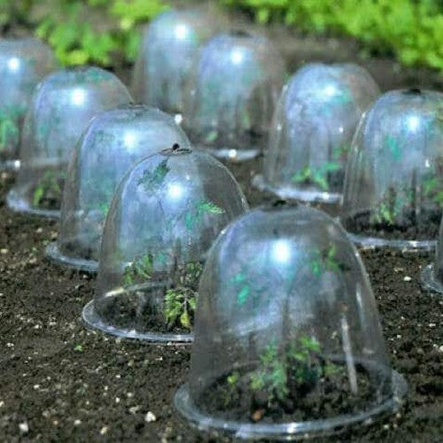 Kunststof Cloche Transparante Stolp