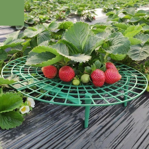 Strawberry protector