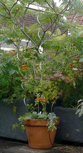 Tomato Spiral Galvanized