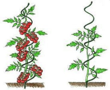 Tomato Spiral Galvanized