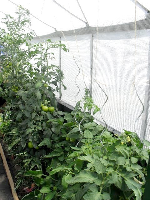 Tomato Spiral Galvanized