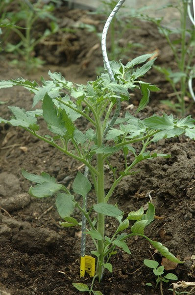 Tomato Spiral Galvanized