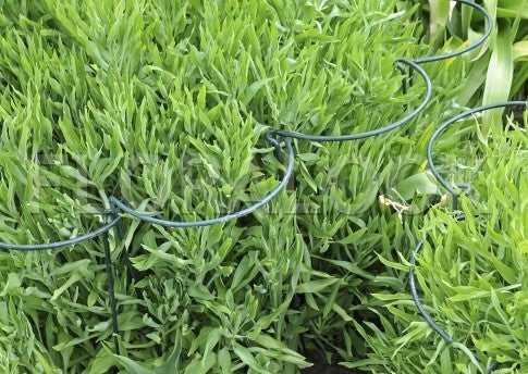 Plantensteunen Halfronde Tweepoot 100 cm.