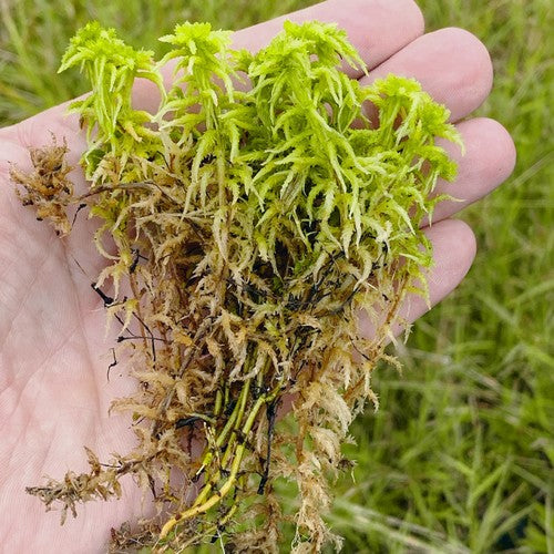 Grondverbetering sphagnum
