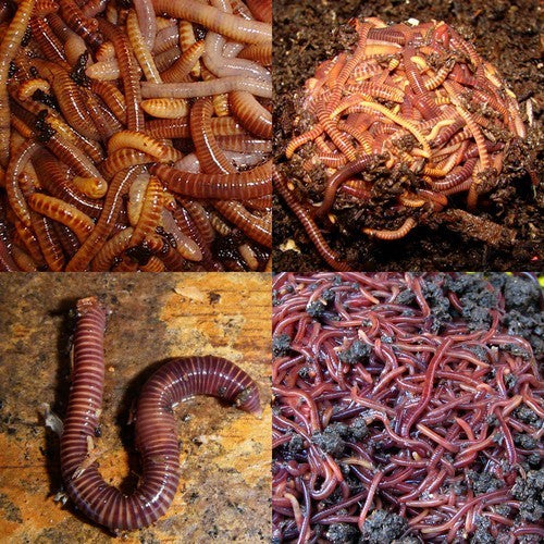Wormenfarm Compostwormen
