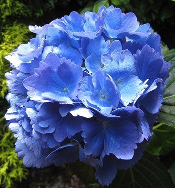 Hortensia-Blauw Aluin