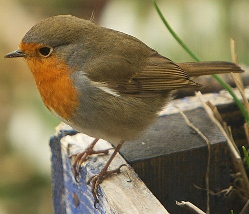 Vogelroepertje Roodborstje E.v.a