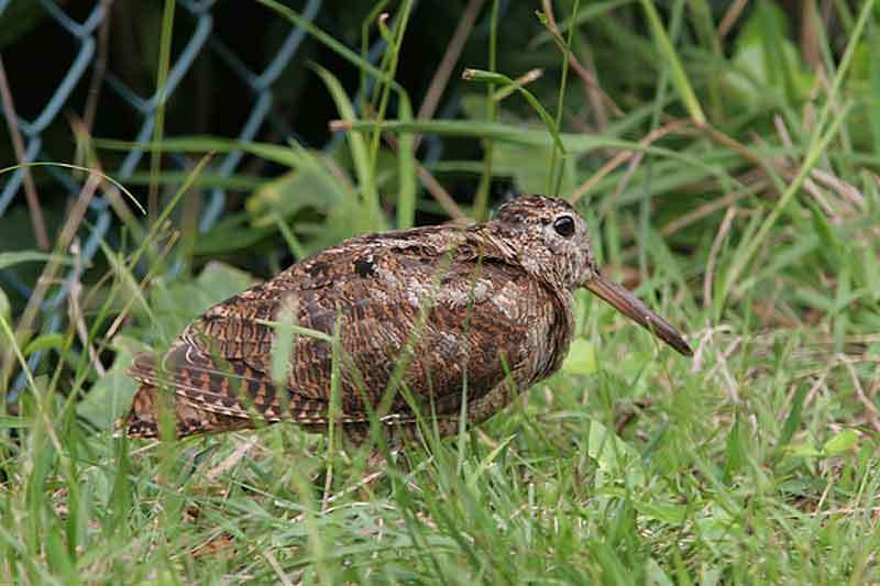 Vogelroepertje Houtsnip