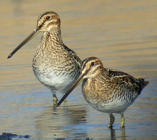 Vogelroepertje Watersnip
