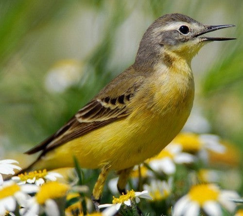 Vogelroepertje Witte & Gele Kwikstaart