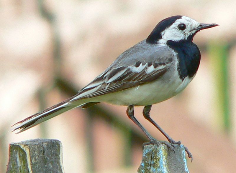 Vogelroepertje Witte & Gele Kwikstaart