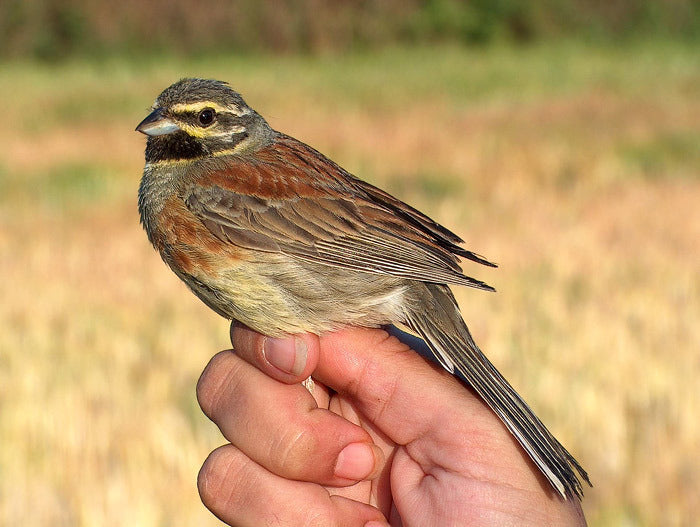 Vogelroepertje Cirlgors
