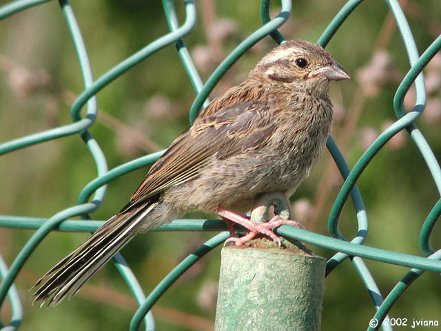 Vogelroepertje Cirlgors