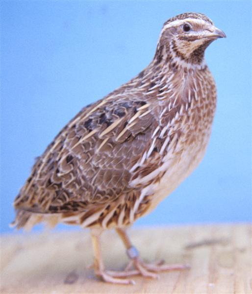 Vogelroepertje Europese Kwartel
