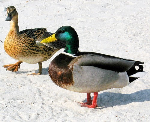 Vogelroepertje Wilde EEND