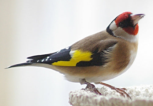 Vogelroepertje Putter of Distelvink