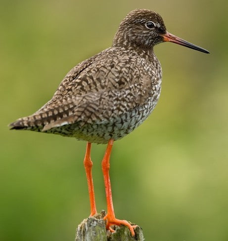 Vogelroepertje Tureluur