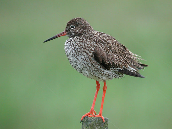 Vogelroepertje Tureluur