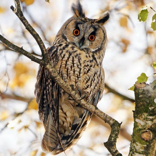 Vogelroepertje Ransuil