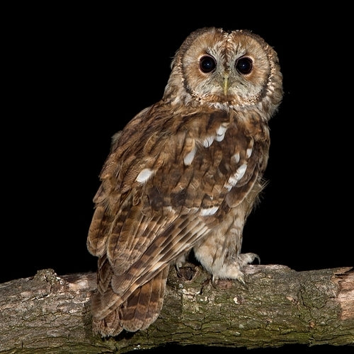 Vogelroepertje Bosuil