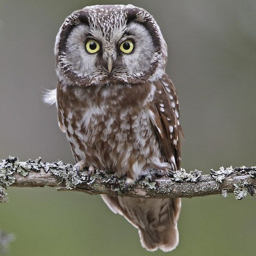 Vogelroepertje Ruigpootuil