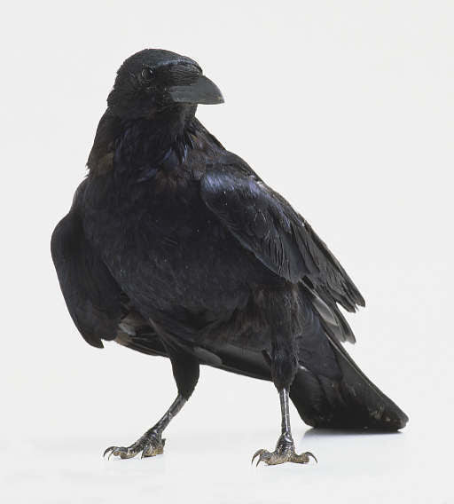 Vogelroepertje Zwarte Kraai