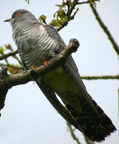 Vogelroepertje Koekoek