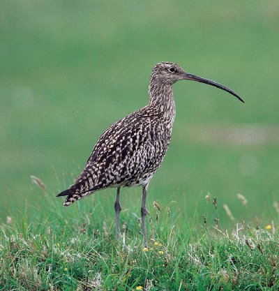 Vogelroepertje WULP