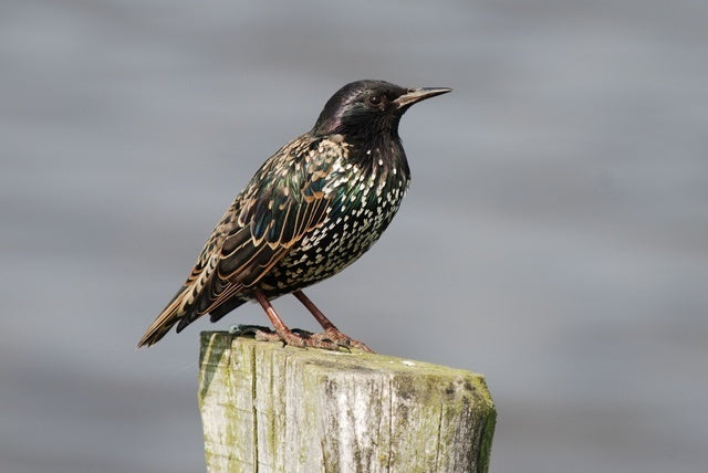 Vogelroepertje Spreeuw