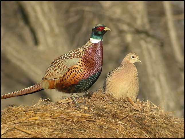 Vogelroepertje Fazant