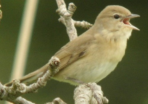 Vogelroepertje Tuinfluiter en Gele Tjiftjaf