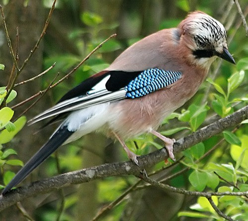 Vogelroepertje Vlaamse GAAI