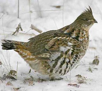Vogelroepertje Hazelhoen