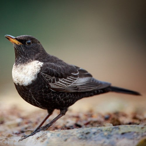 Vogelroepertje Beflijster