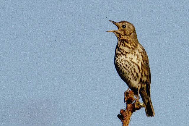 Vogelroepertje Zanglijster