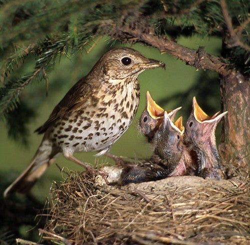 Vogelroepertje Zanglijster