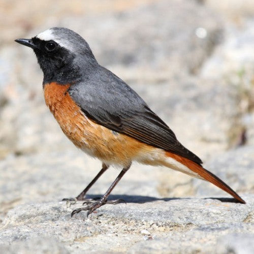 Vogelroepertje Gekraagde Roodstaart