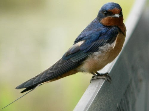 Vogelroepertje Boerenzwaluw