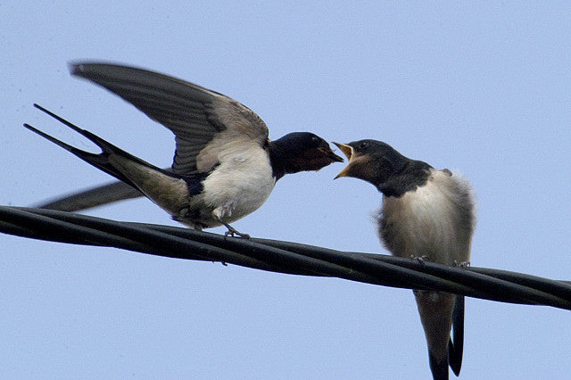 Vogelroepertje Boerenzwaluw