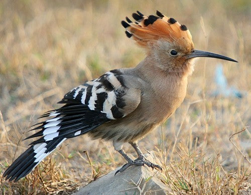 Vogelroepertje Hop
