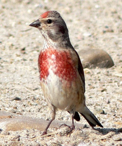 Vogelroepertje Kneu