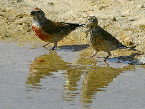 Vogelroepertje Kneu