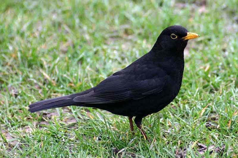 Vogelroepertje Merel