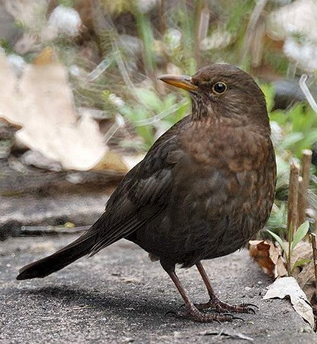 Vogelroepertje Merel