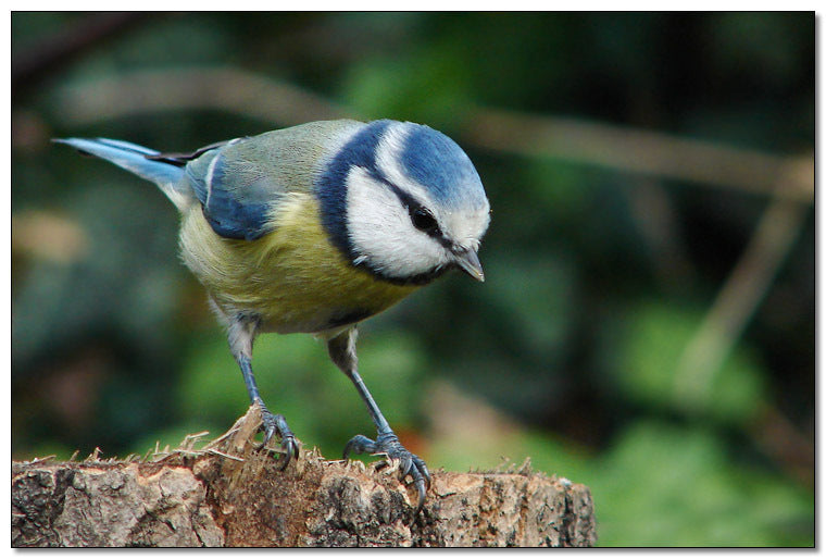 Vogelroepertje Pimpelmees