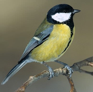 Vogelroepertje Koolmees